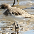 Greater Sand Plover 1W to 1S<br />Kowa TSN4 + Sony DSC W100